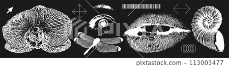 Grunge grain mouth, orchid, eye, dragonfly, shell with photocopy effect in an anti-design style. Set of different grungy elements for graphic design. Negative Vector illustration. 113003477