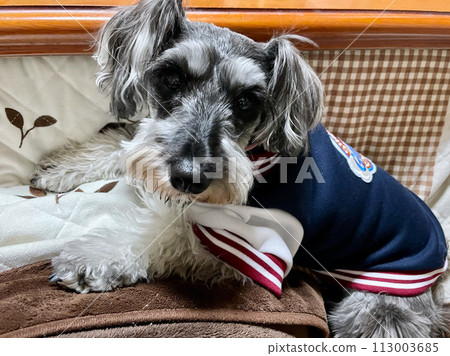 Miniature Schnauzer warming up with a kotatsu Miniature Schnauzer warming up with a kotatsu 113003685