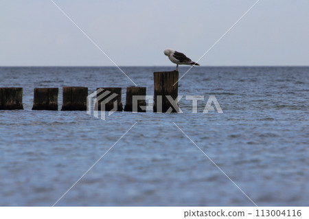 Herring Gull (Larus argentatus) 113004116