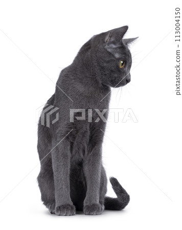 Korat cat on white background 113004150