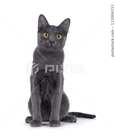 Korat cat on white background Korat cat on white background 113004151