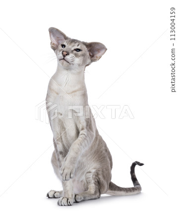 Siamese cat on white background 113004159