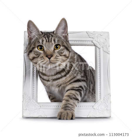 Kurilean Bobtal cat kitten on white background 113004173