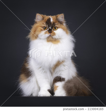 British Longhair cat on black background British Longhair cat on black background 113004183