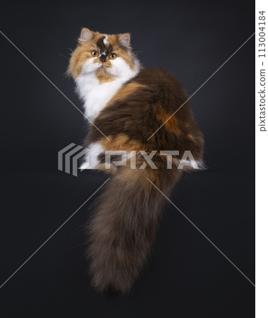British Longhair cat on black background British Longhair cat on black background 113004184