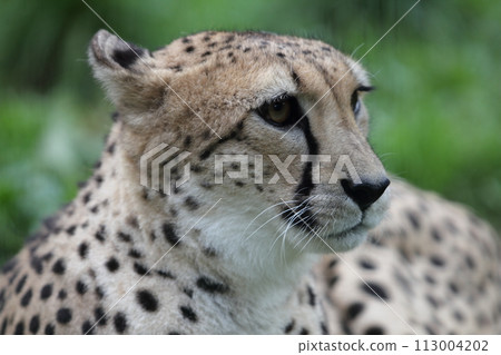 Gepard Cheetah (Acinonyx jubatus) Gepard Cheetah (Acinonyx jubatus) 113004202