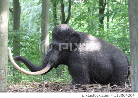 Mammut Mammoth (Mammuthus) Mammut Mammoth (Mammuthus) 113004204