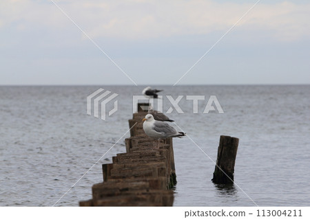 Herring Gull (Larus argentatus) 113004211