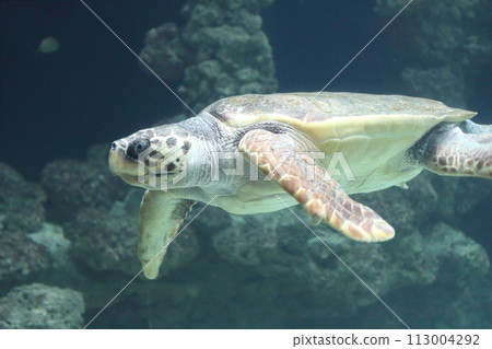 Loggerhead sea turtle   (Caretta caretta) 113004292