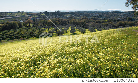 Spring With Yellow Sorrel Flowers In Nature Sicily Park 113004352