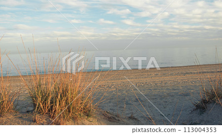 Beach And Dry Plants On The Coast With Ocean Background 113004353