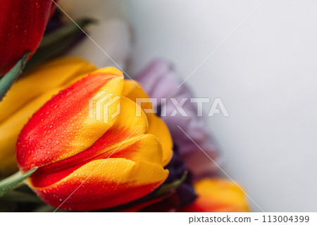 Background of a colored bouquet of tulips in water drops close-up 113004399