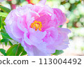 Close-up of peony flowers 113004492