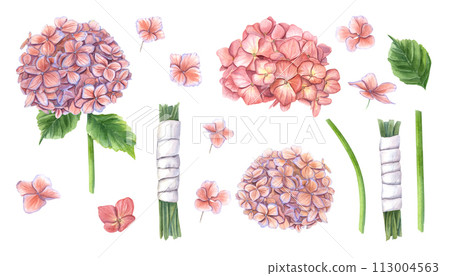 Hortensia flowers. Disassembled bouquet into pieces. Hydrangea inflorescence, stems in white ribbon and green leaves. Watercolor illustration isolated on white background. For wedding design Hortensia flowers. Disassembled bouquet into pieces. Hydrangea inflorescence, stems in white ribbon and green leaves. Watercolor illustration isolated on white background. For wedding design 113004563