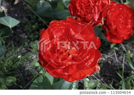 Big red tulips  113004634