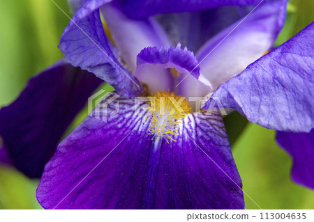 colorful Iris colorful Iris 113004635