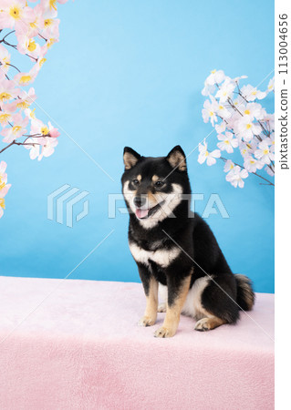 Blue background, cherry blossoms, and smiling Mameshiba sherry 113004656