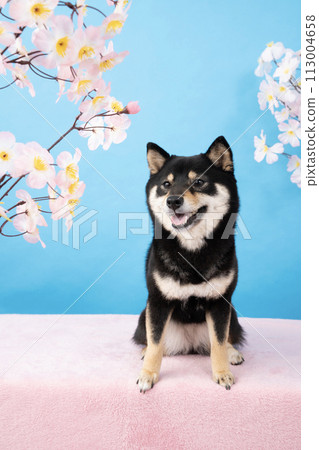 Blue background, cherry blossoms, and smiling Mameshiba sherry Blue background, cherry blossoms, and smiling Mameshiba sherry 113004658