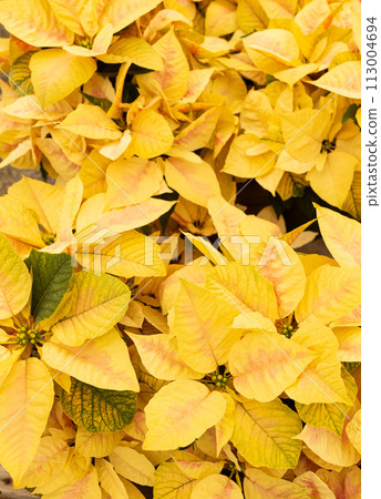 Many Yellow Pink Eckespoint Poinsettia Freedom Marble Plant, Potted Home Flower. Floral Backdrop. Christmas Eve Plant. Vertical Plane 113004694