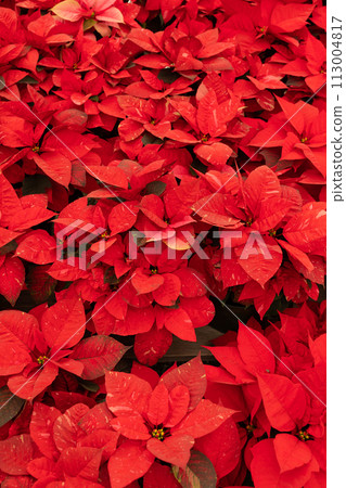 Many Red Freedom Jingle Bells Poinsettia Flower, With Star-shaped Red Leaves, Christmas Eve Flower, Flor De Nochebuena. Tropical Shrub. Horizontal Plane, Closeup. National Poinsettia Day Celebration. 113004817