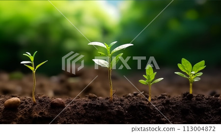 Green seedling illustrating concept of new life and nature growing from seed 113004872