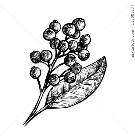 Allspice ink sketch. 113005177