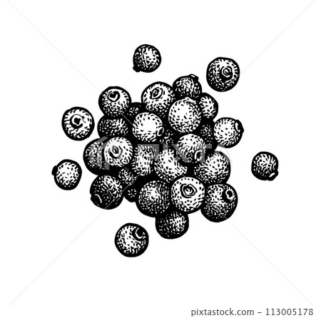 Allspice ink sketch. 113005178