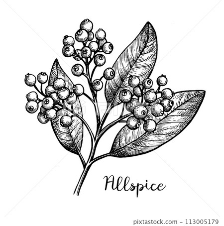 Allspice branch ink sketch. 113005179
