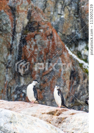 Shinstrap Penguins in the snow 113005239
