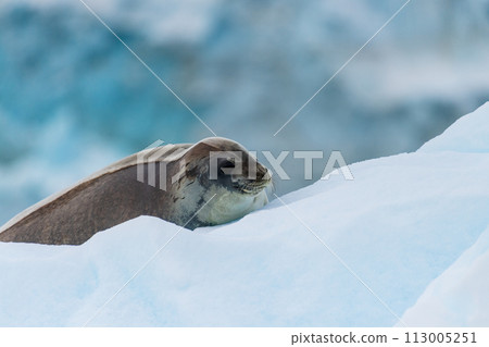 Close-up of a Weddell seal Close-up of a Weddell seal 113005251