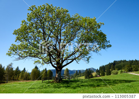 Alpine Symphony: Summer Majesty in the Mountain Wilderness. Majestic Peaks and a Lone Tree in the Meadow. Mountain: A Grand Tree Gracing the Alpine Pasture. Blue Skies Over Peaks: A Majestic Alpine 113005387