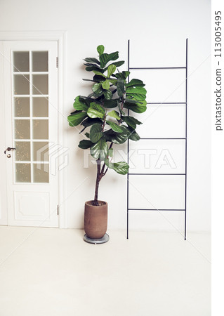 Interior design with plant Ficus lyrata, door, ladder. White background with copy space. Template, mock up for your design, items, art, decor. Interior design with plant Ficus lyrata, door, ladder. White background with copy space. Template, mock up for your design, items, art, decor. 113005495