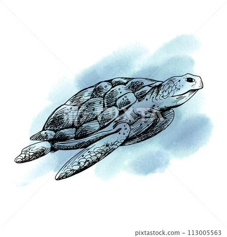 A blue and coral turtle swims against a background of blue and turquoise spots. Sea animals, underwater world, seafood. Graphic illustration hand drawn in black ink. Composition EPS vector. 113005563