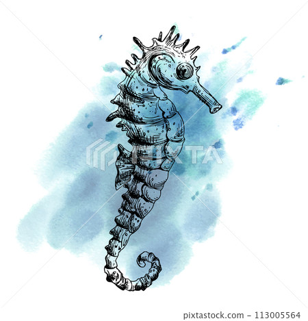 Underwater world clipart with sea animals whale, turtle, octopus, seahorse, starfish, shells, coral and algae. Graphic illustration hand drawn in black ink. Composition EPS vector. Underwater world clipart with sea animals whale, turtle, octopus, seahorse, starfish, shells, coral and algae. Graphic illustration hand drawn in black ink. Composition EPS vector. 113005564