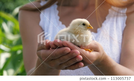 Female hands holding cute little yellow chick baby chicken outdoor summer park closeup. Adorable farm bird fluffy newborn poultry winged hen tiny animal small curious fowl with beak in woman arms Female hands holding cute little yellow chick baby chicken outdoor summer park closeup. Adorable farm bird fluffy newborn poultry winged hen tiny animal small curious fowl with beak in woman arms 113005737