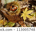 Chestnut fruit and fallen leaves 113005748