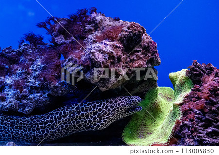 coral, fish, underwater 113005830