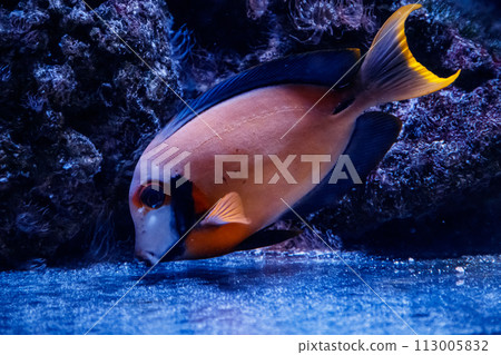 macro fish acanthurus pyroferus 113005832