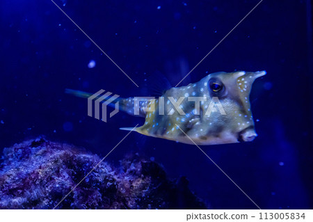 macro Lactoria cornuta Linnaeus fish macro Lactoria cornuta Linnaeus fish 113005834