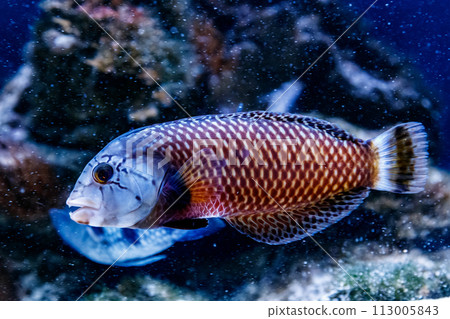 Fish Guban - dragon Novaculichthys taeniourus 113005843
