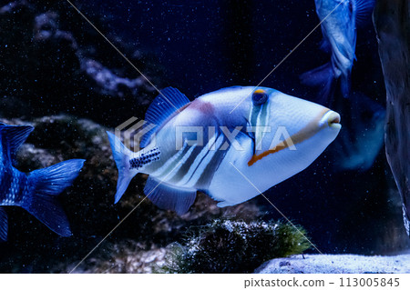Fish Painted Triggerfish Rhinecanthus aculeatus 113005845