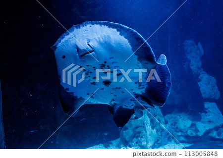 Slope Oppled Potamotrygon motoros 113005848