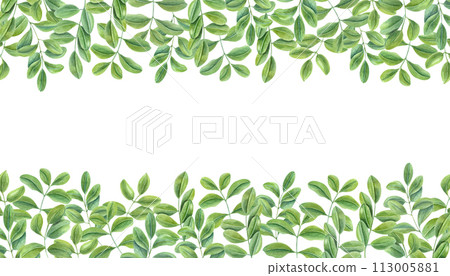 Green leaves. Horizontal frame of climbing Branches of Asian plant. Cassia, Wisteria. Copy space for text. Watercolor illustration isolated on white background. For postcards, greetings, invitation 113005881