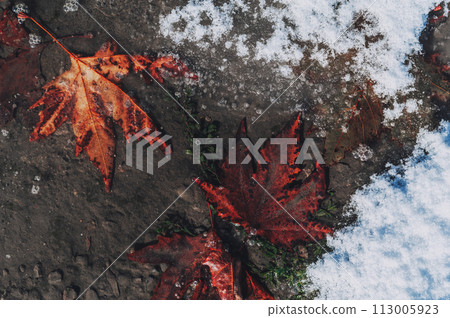 autumn orange maple leaf on asphalt frozen in ice in the first snow in winter autumn orange maple leaf on asphalt frozen in ice in the first snow in winter 113005923