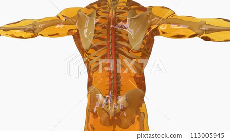 Spinalis Muscle anatomy for medical concept 3D rendering 113005945