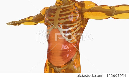 Transversus Abdominis Muscle anatomy for medical concept 3D rendering Transversus Abdominis Muscle anatomy for medical concept 3D rendering 113005954