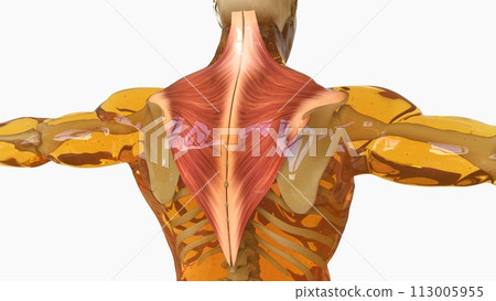 Trapezius Muscle anatomy for medical concept 3D rendering Trapezius Muscle anatomy for medical concept 3D rendering 113005955