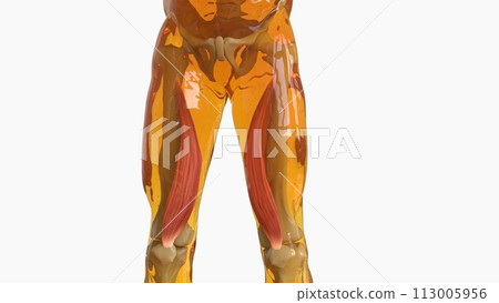 Vastus medialis Muscle Anatomy For Medical Concept 3D 113005956
