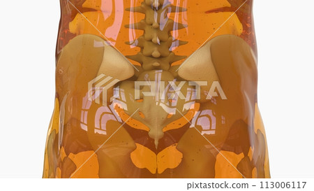 Human skeleton anatomy For Medical Concept 3d rendering Human skeleton anatomy For Medical Concept 3d rendering 113006117