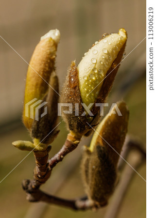 beautiful magnolia flowers with water droplets beautiful magnolia flowers with water droplets 113006219